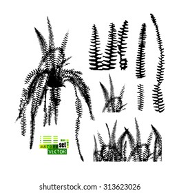 silhouettes of fern. Vector