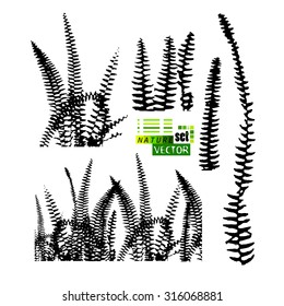 silhouettes of fern. Vector
