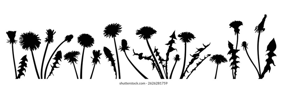The Silhouettes of field dandelions. 