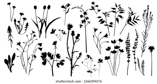 Silhouettes of field wild plants and flowers, big set, collection, vector.