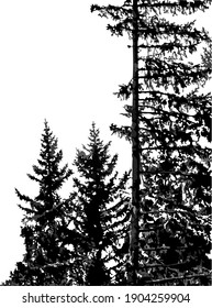 Silhouettes of fir trees isolated on white background. Natural monochrome vertical background with coniferous forest. Two smaller trees grow next to the tall spruce. Vector, eps10.