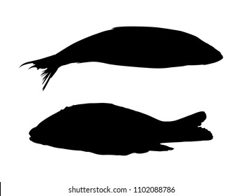 Silhouettes of fish. Herring and carp.