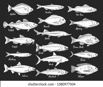 Silhouettes fish. Isolated seafood with bream, mackerel, tuna or sterlet, catfish, codfish and halibut. Tilapia, ocean perch, sardine, anchovy, sea bass and dorado. Retro style, vector illustration