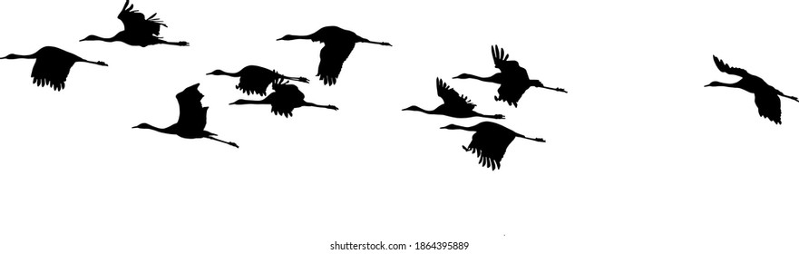 Silhouetten auf Flug von Common Crane (Grus grus) einzeln auf weißem Hintergrund