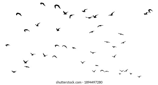 Silhouettes flock seagulls in search food  Vector illustration