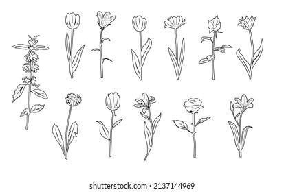 Silhouettes  floral branch and flowers. Hand drawing line, elegant flowers with leaves,  herb, linear sketch. Botanical trendy  style, vector,  black and white, isolated on white backgound