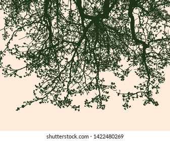 Silhouettes of flowering branches of linden tree