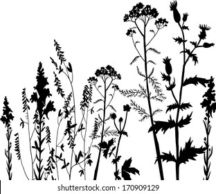 Silhouettes  of flowers and grass, vector illustration