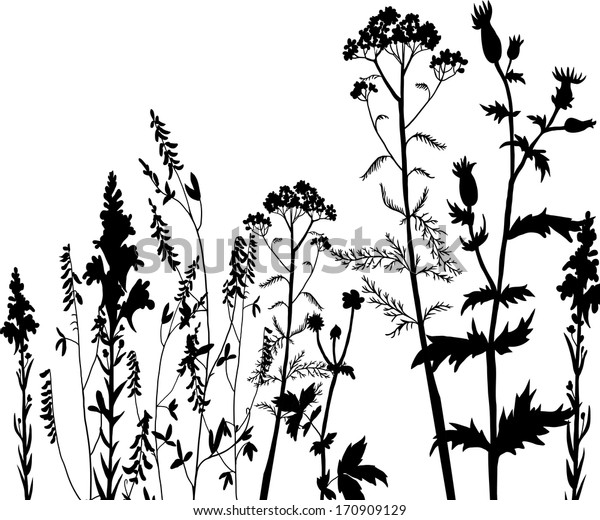 Silhouettes Flowers Grass Vector Illustration Stock Vector (Royalty ...