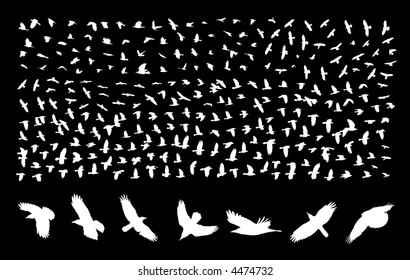 silhouettes of flying birds