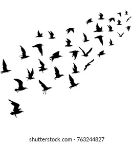 Silhouettes of flying birds