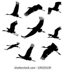 silhouettes of flying birds. cranes