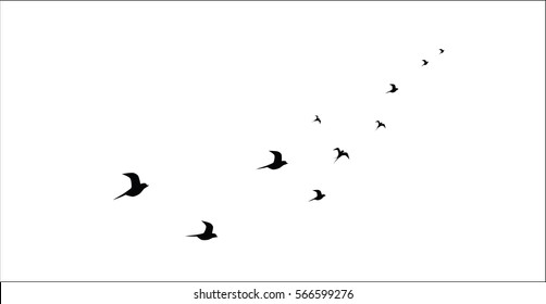 silhouettes of flying birds isolated on white background vector image