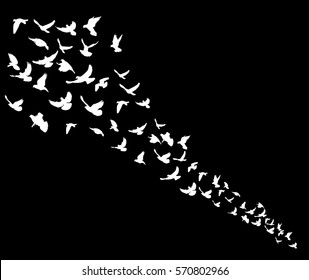 silhouettes flying birds on a black background