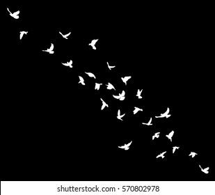 silhouettes flying birds on a black background,vector