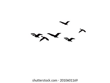 3,698,157 White birds Images, Stock Photos & Vectors | Shutterstock