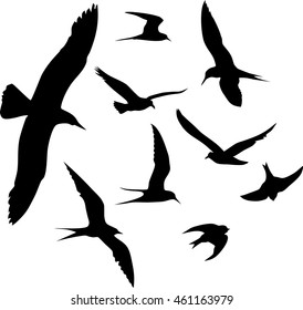 Silhouettes of flying seagulls