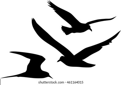 Silhouettes of flying seagulls