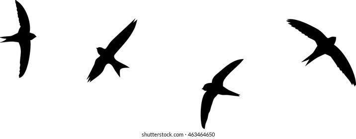 Silhouettes of flying swifts