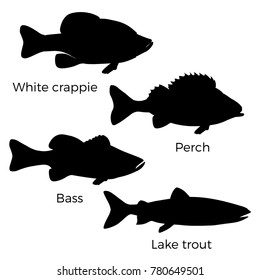 Silhouettes of freshwater fish - white crappie, perch, bass and lake trout. Vector illustration isolated on white background