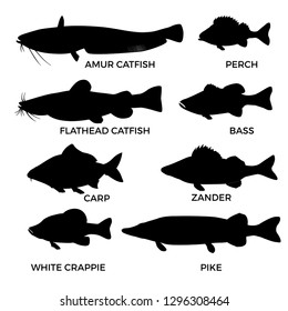 Silhouettes of freshwater fishes species. Pike, zander, perch, bass, carp, white crappie, catfish. Vector illustration isolated on white background.