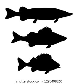 Silhouettes of freshwater predatory fish. Pike, zander, perch. Vector illustration isolated on white background