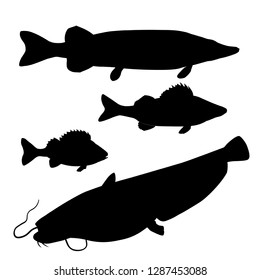 Silhouettes of freshwater predatory fishes. Pike, zander, perch, catfish. Vector illustration isolated on white background