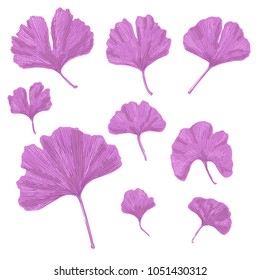 Silhouettes of Ginkgo biloba leafs. Set of silhouettes of ginkgo leaves on white background. Isolated vector illustration. Nature design