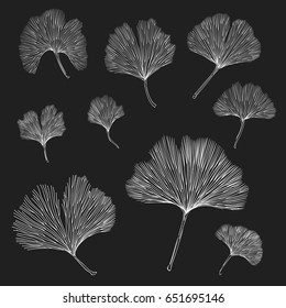 Silhouettes of Ginkgo biloba leafs. Set of silhouettes of ginkgo leaves on white background. Isolated vector illustration. Nature design