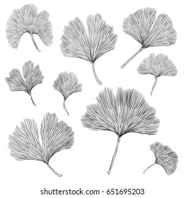 Silhouettes of Ginkgo biloba leafs. Set of silhouettes of ginkgo leaves on white background. Isolated vector illustration. Nature design