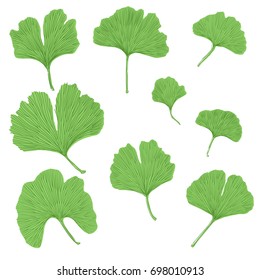 Silhouettes of Ginkgo biloba leafs. Set of silhouettes of ginkgo leaves on white background. Isolated vector illustration. Nature design