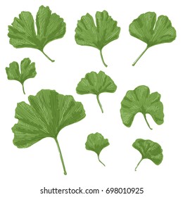 Silhouettes of Ginkgo biloba leafs. Set of silhouettes of ginkgo leaves on white background. Isolated vector illustration. Nature design