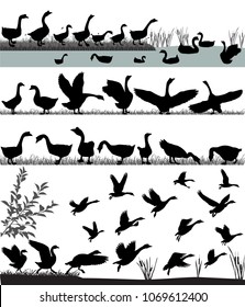 Silhouettes of gooses flying and floating on water