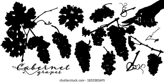 Silhouettes of grape bunches, vine leaves, vineyard branches and hand with harvesting scissors. Vector illustration for your designs.