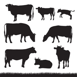 Silhouettes Of Grass, Caws And Baby Cows In Different Poses