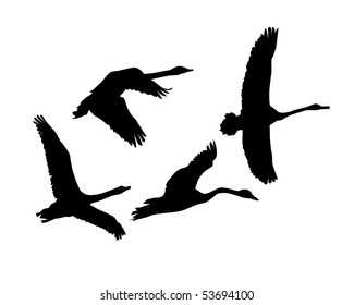 Silhouettes of group of flying swans