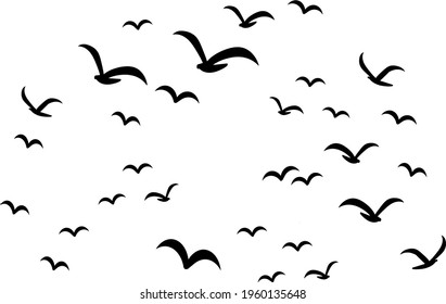 Silhouettes of groups of  birds on white. Vector