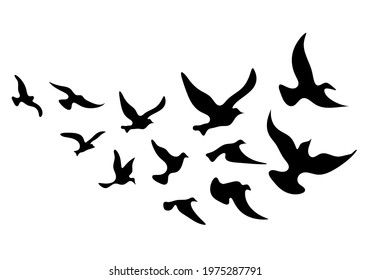 Silhouettes of groups of  birds on white. Vector