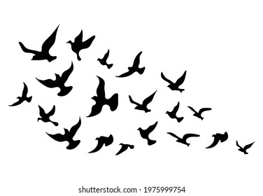 Silhouettes of groups of  birds on white. Vector