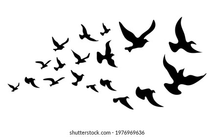 Silhouettes of groups of  birds on white. Vector