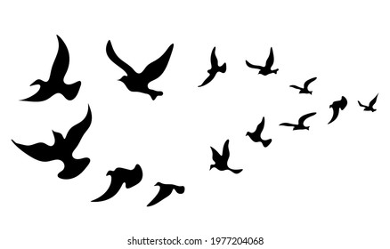 Silhouettes of groups of  birds on white. Vector