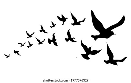 Silhouettes of groups of  birds on white. Vector