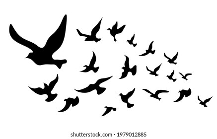 Silhouettes of groups of  birds on white. Vector