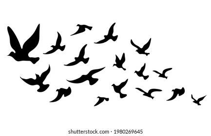 Silhouettes of groups of  birds on white. Vector