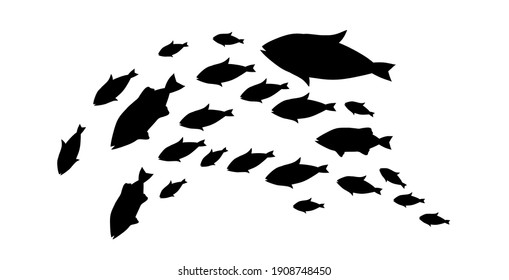 Silhouettes of groups of  fishes on white. Vector