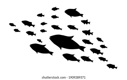 Silhouettes of groups of  fishes on white. Vector