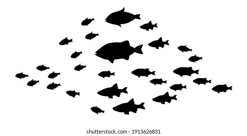 Silhouettes of groups of  fishes on white. Vector