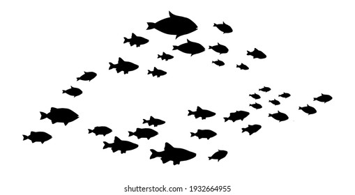 Silhouettes of groups of  fishes on white. Vector