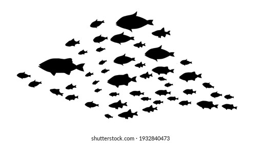 Silhouettes of groups of  fishes on white. Vector