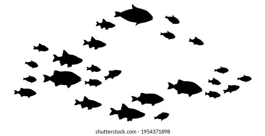 Silhouettes of groups of  fishes on white. Vector